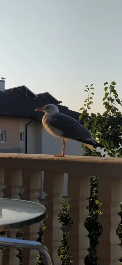 Вила Амадеус