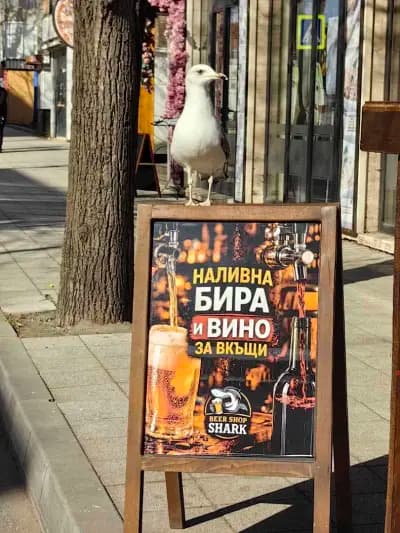 Beer Shop Shark Nessebar — Craft Beer & Draft Beer To Go