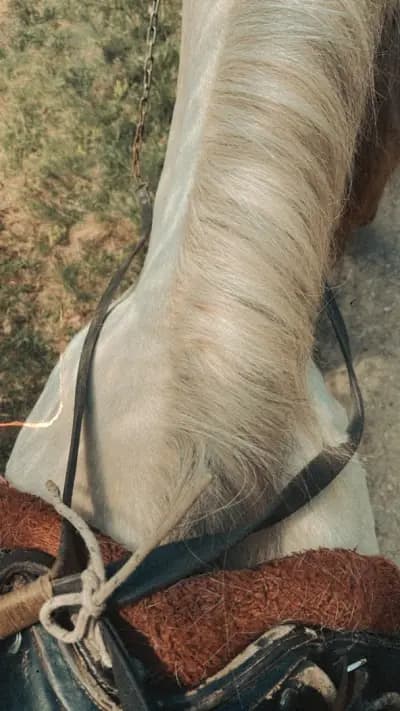 Ездитен клуб и Конна База Конярски / Horse Riding Koniarski