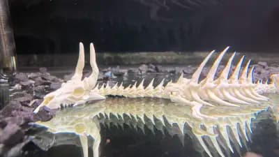 Twitch fishing Liulin / Туич Фишинг Люлин