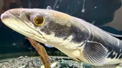 Twitch fishing Liulin / Туич Фишинг Люлин