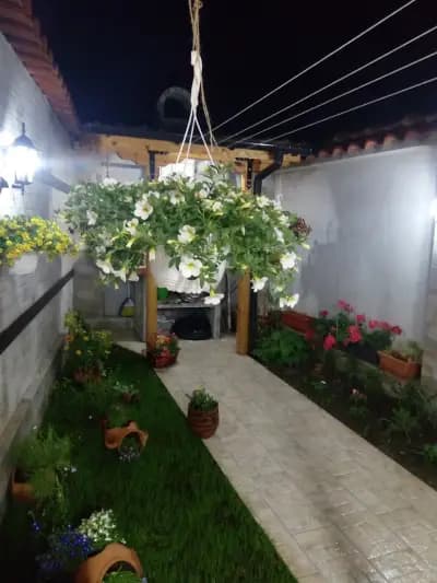 Rose valley guest house