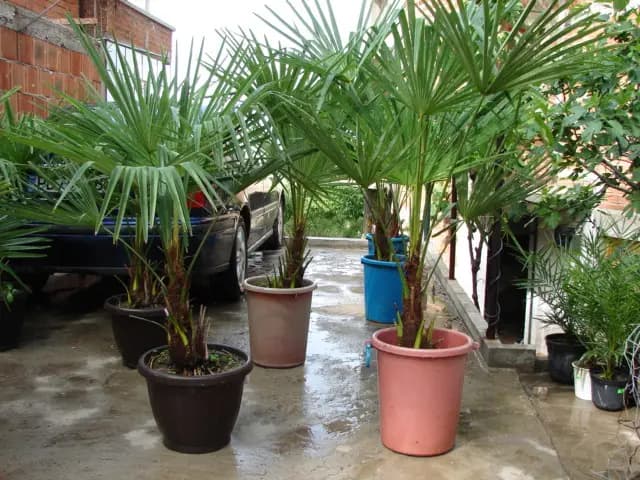 PALMA DEKOR