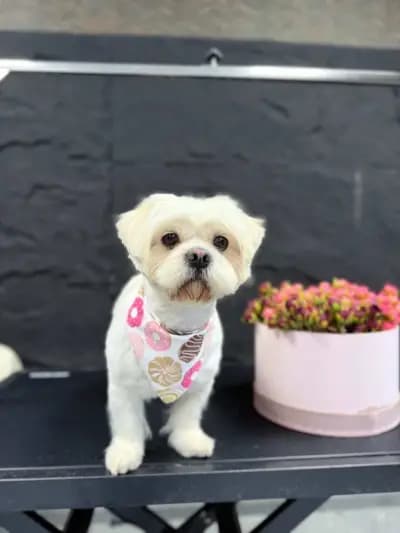 Grooming & Fitness - Maison MJ