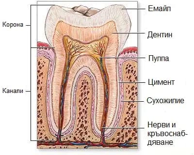 Д-р Бърдарски