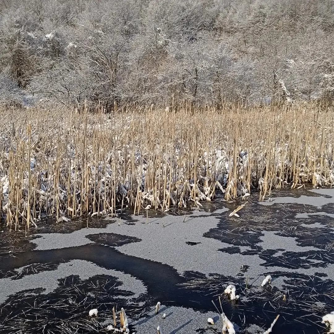 Жабешко блато