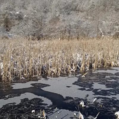 Жабешко блато