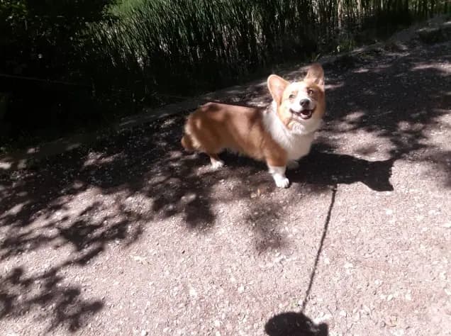 Puhcheta Grijovnici South Park hotel for pets