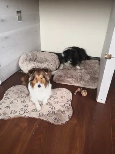 Хотел за домашни любимци Pets Heaven