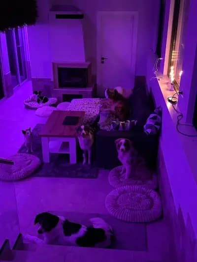 Rozi's Luxury Dog Hotel