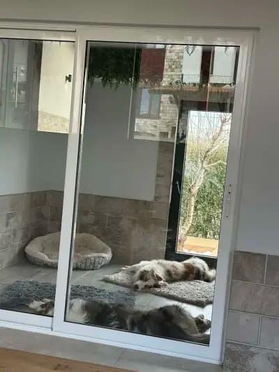 Rozi's Luxury Dog Hotel
