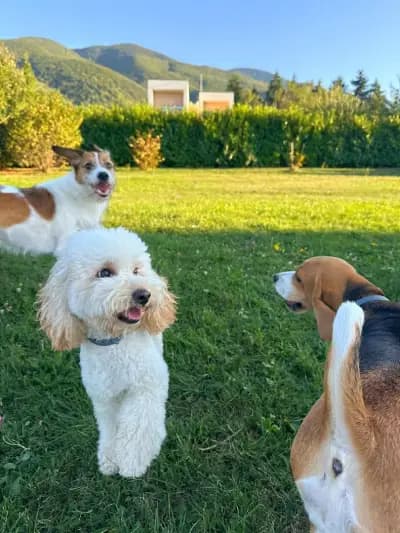 Rozi's Luxury Dog Hotel