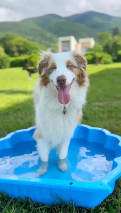 Rozi's Luxury Dog Hotel