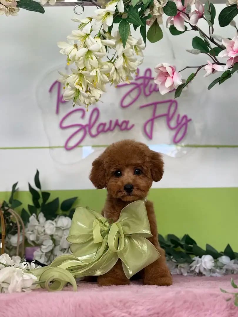 Pet studio Slava Fly