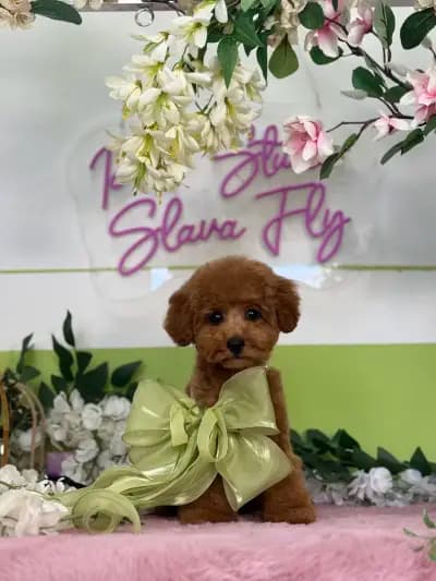 Pet studio Slava Fly