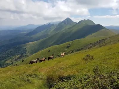 Хижа „Амбарица“