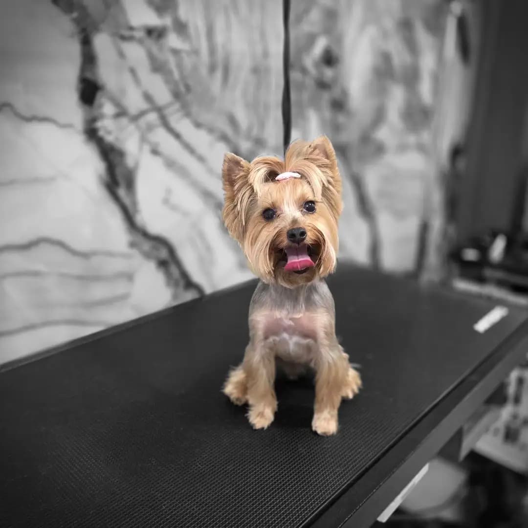 Groo grooming Studio