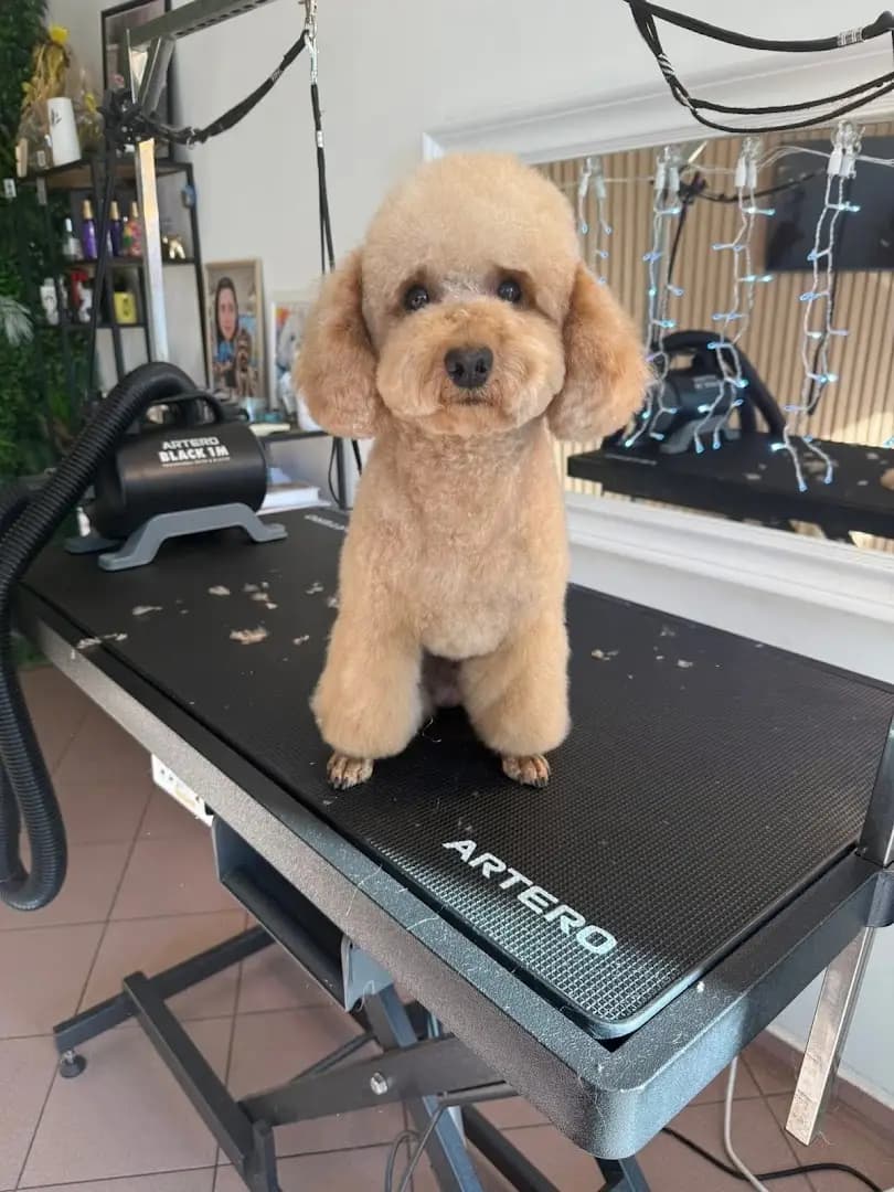 Pet Paradise-Grooming Saloon