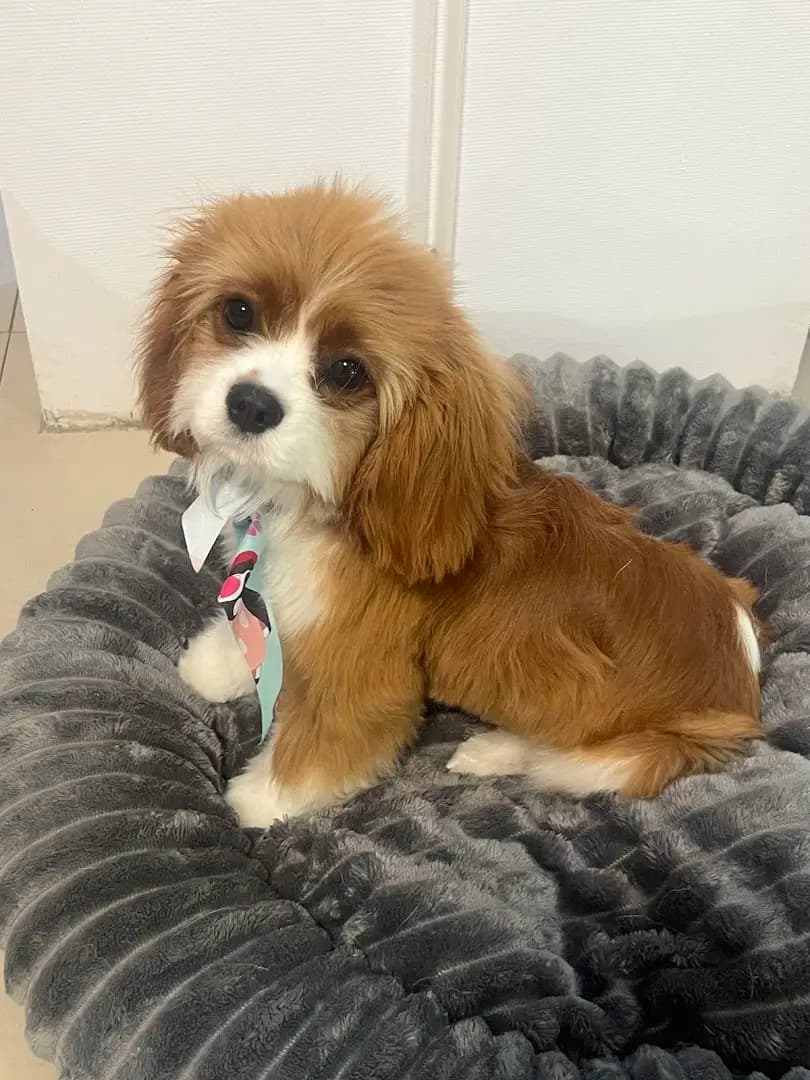 Happy Pet Spa & Grooming