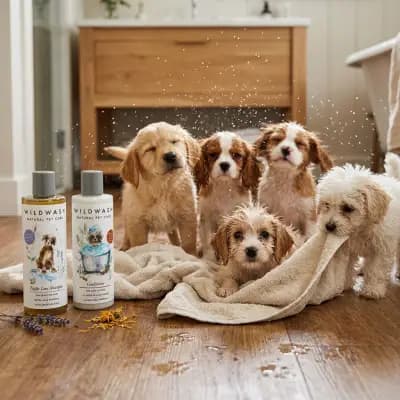 Pet deal