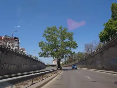 Самотното дърво