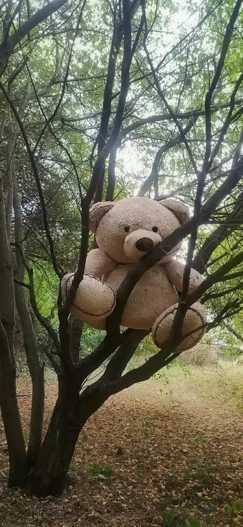 The Teddy bear in the tree
