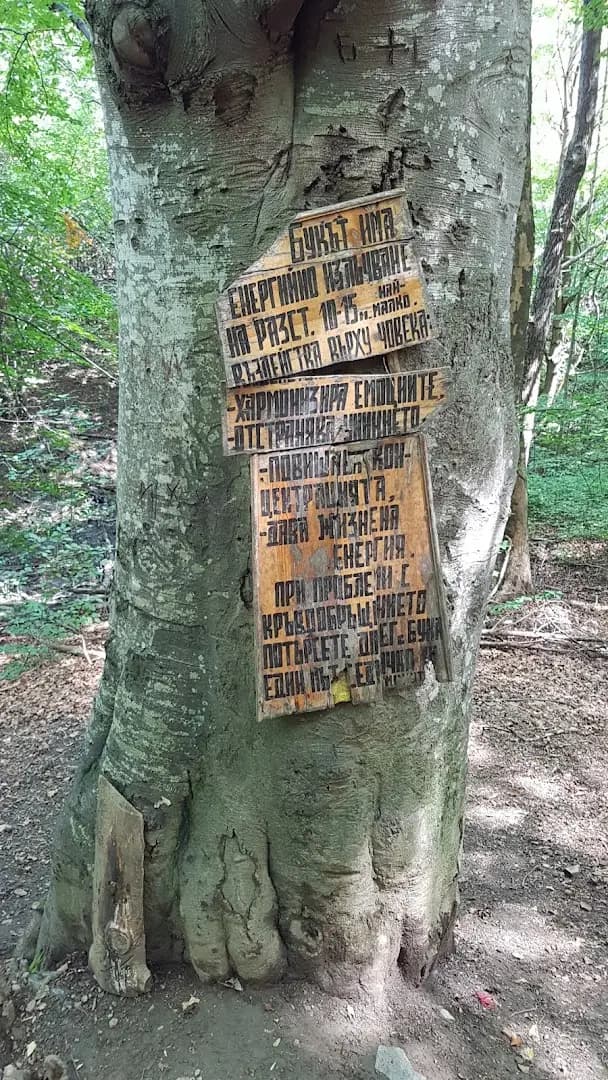 Вековен Бук