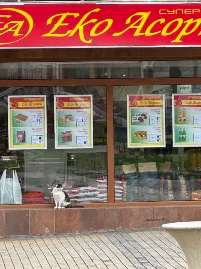 Готина котка