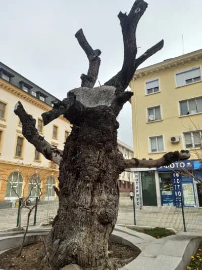 Старият бряст