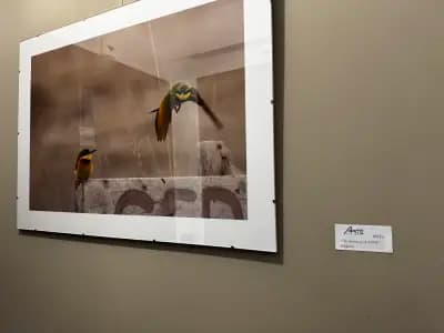 ARTE Hotel rooms & apartments