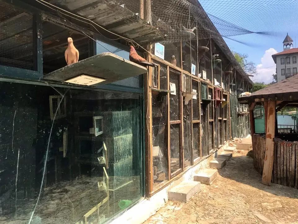 Гълъбите Света Елена
