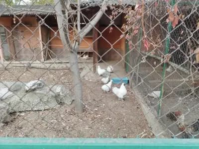 Зоологическа градина Пазарджик