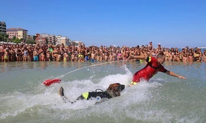 Lifeguard Shop
