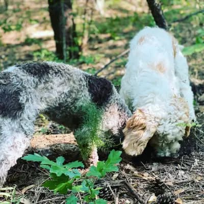 The Truffle Place Forest