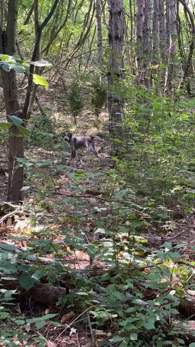 The Truffle Place Forest