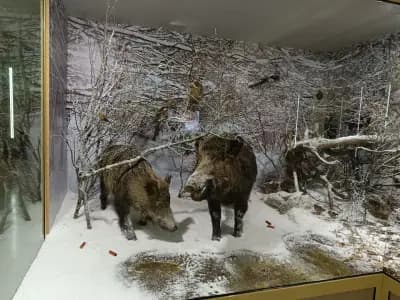 ХЕЛИКОН Русе