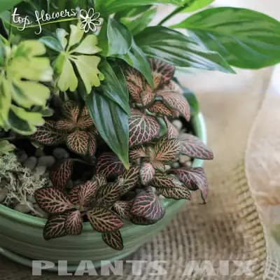 Магазин за цветя Top Flowers.com