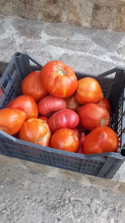 Кубчето