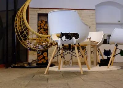 Katt Cafe