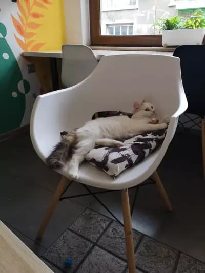 Katt Cafe