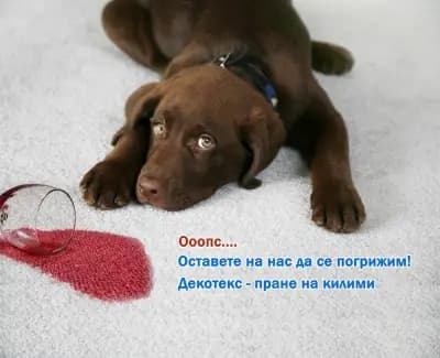 Професионално почистване и пране на килими