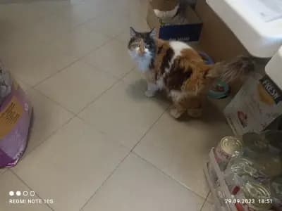 Зоомагазин Adi cat