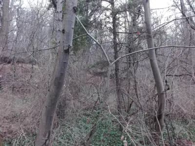 4203 - В. Търново