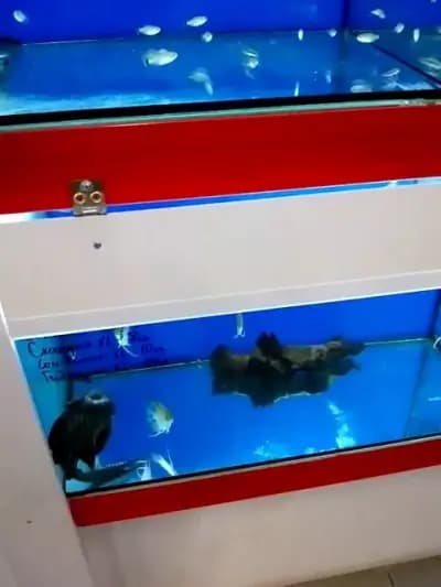 Зоомагазин ZOO CENTER Мега Мол