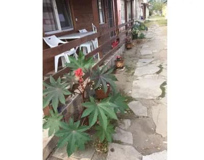 Бунгала Невена