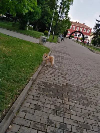 Ветеринарен център "Веритас"