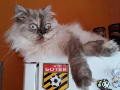 Зоомагазин "PetsWin" Пловдив / Pet Store "PetsWin" Plovdiv