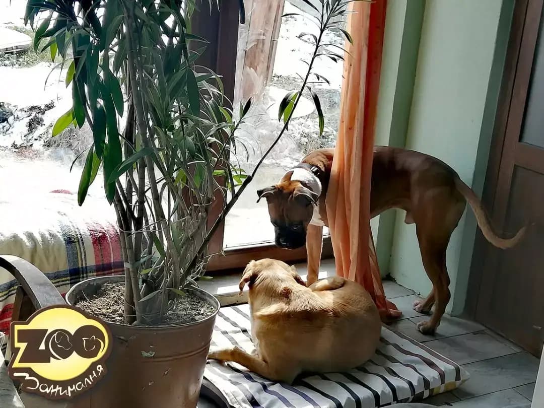 Хотел за домашни любимци Zoo занималня