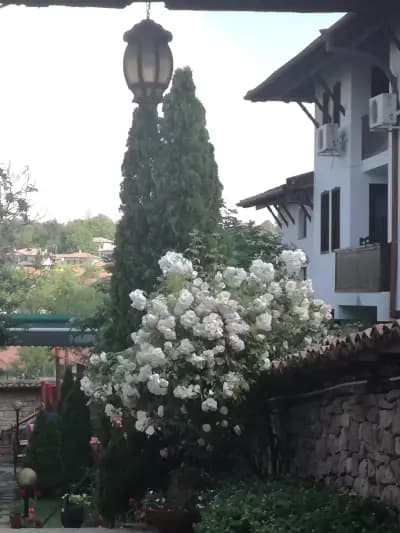 Механа Паяк
