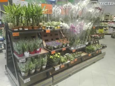 Kaufland Велико Търново